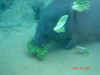 DSC00296.JPG (45578 bytes)